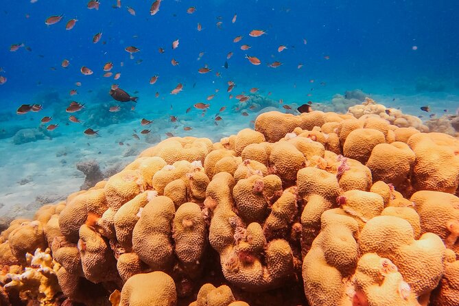 Personalized Discover Scuba Dive Experience in Curaçao - What You’ll Learn (and Why It Matters)