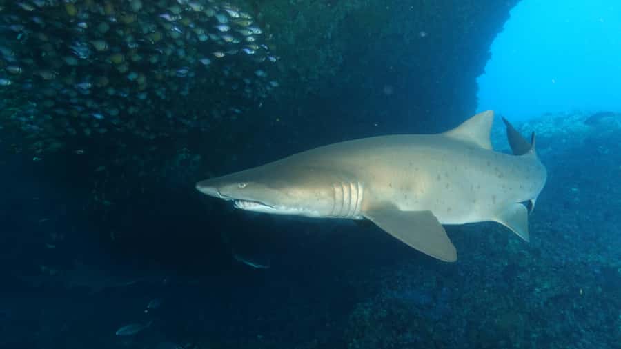 Perth: Rottnest Island Scuba Diving Day Trip-Certified Diver - Key things to know before you go