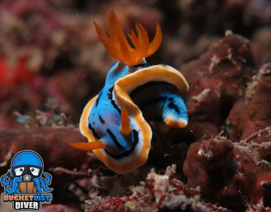 Perth: Rottnest Island Scuba Diving Day Trip-Certified Diver - Underwater sessions: what you’re likely to see at the reef sites