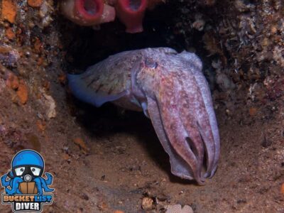 Perth: Rottnest Island Scuba Diving Day Trip-Certified Diver - From East Street Jetty to Rottnest: the day’s pacing on Linni