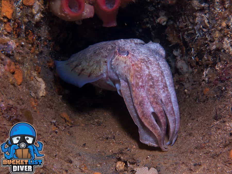 Perth: Rottnest Island Scuba Diving Day Trip-Certified Diver - From East Street Jetty to Rottnest: the day’s pacing on Linni