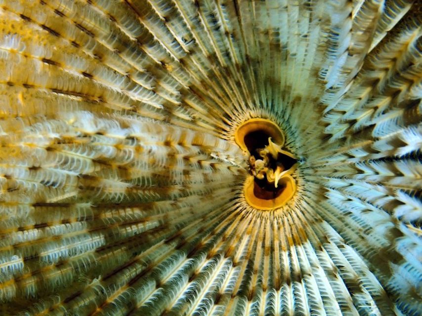 Phu Quoc: Scuba Diving Experience for All Levels - Second underwater session: 10–17 meters for fun swim time (for licensed participants)