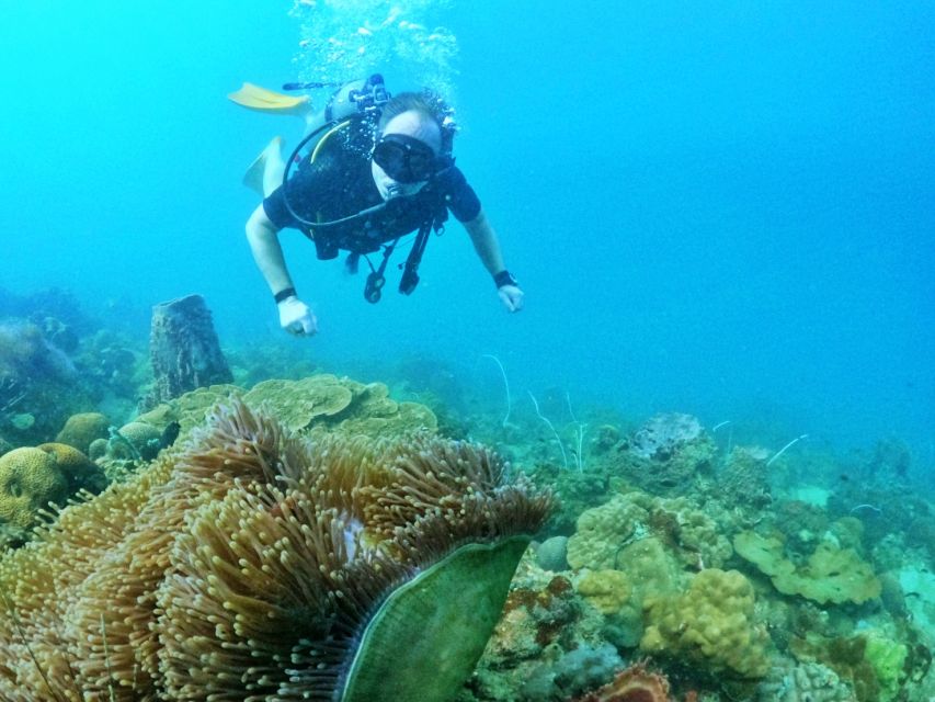 Phu Quoc: Scuba Diving Experience for All Levels - What you’ll see underwater (and the rules that keep it special)