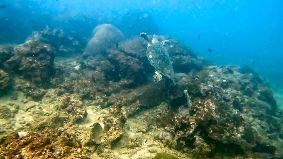 Phuket: Coral Reef Scuba Diving Experience at G Beach Club - Key highlights worth planning for