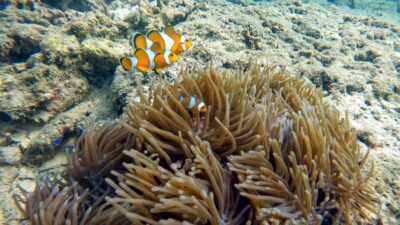 Phuket: Coral Reef Scuba Diving Experience at G Beach Club - PADI Discover Scuba on land: why the prep makes or breaks the experience