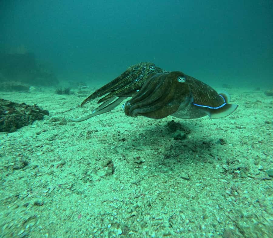 Phuket: Coral Reef Scuba Diving Experience at G Beach Club - Coral reef time from Phuket waters: what you’ll experience