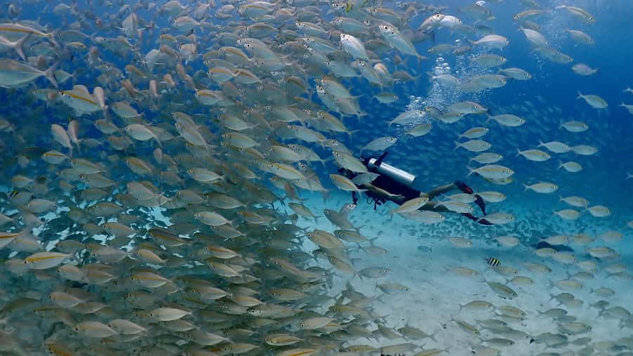 Phuket: Discover Scuba Diving to Racha Yai Island - What You’ll See Underwater at Racha Yai