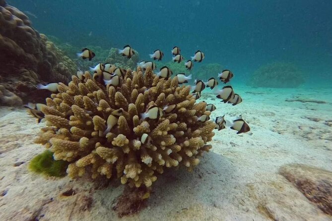 Phuket: Scuba Dive Racha and Coral Islands with Snorkeling Tour - Scheduling Break: Lunch on Racha with a Beachfront View