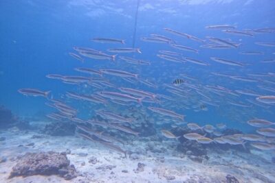 Phuket: Scuba Dive Racha and Coral Islands with Snorkeling Tour - Racha Island: Your Choice of Scuba Sessions or Snorkeling