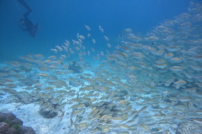 Phuket: Scuba Dive Racha and Coral Islands with Snorkeling Tour - Price and Value: Is $89.17 Worth It?