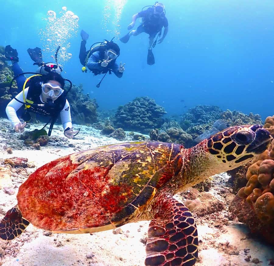 Phuket: Scuba Diving Maithon Or Racha Islands For All Levels - Why Racha Noi, Racha Yai, and Maiton fit real-world scuba goals