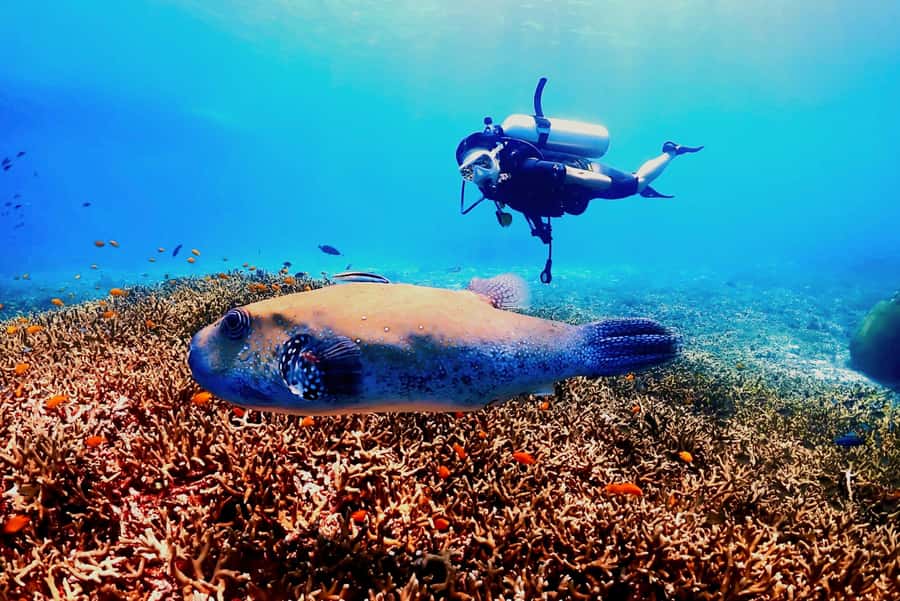 Phuket: Scuba Diving Maithon Or Racha Islands For All Levels - Racha Yai vs Racha Noi: how the underwater sessions differ by your level