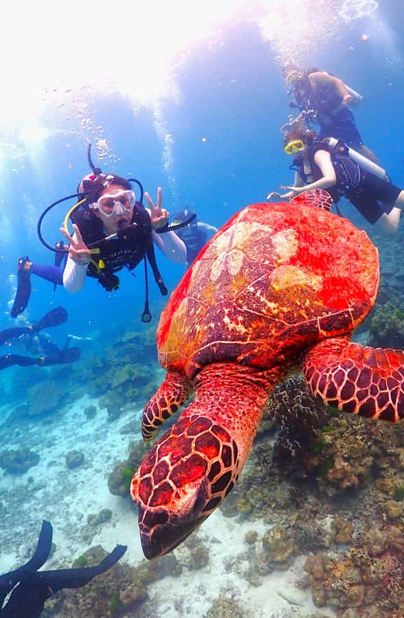 Phuket: Scuba Diving Maithon Or Racha Islands For All Levels - Maiton Island: the quieter half-day option when you want less crowd energy