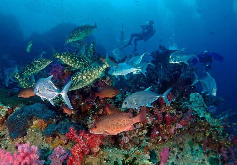 Phuket: Scuba Diving Maithon Or Racha Islands For All Levels - Price and value: why $100 can work out well here