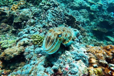 Phuket Scuba Diving Maiton Private Island Small Group or Snorkel - Scuba for first-timers: you’ll train underwater, not in a pool