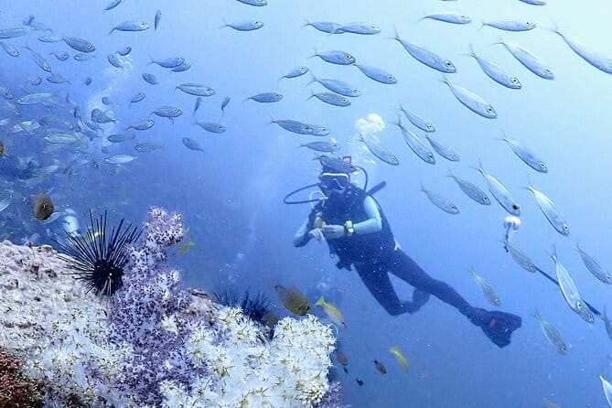 Phuket Scuba Diving Phi Phi Islands (Certified Divers Only) - Certified divers only: how to think about the “right for you” fit
