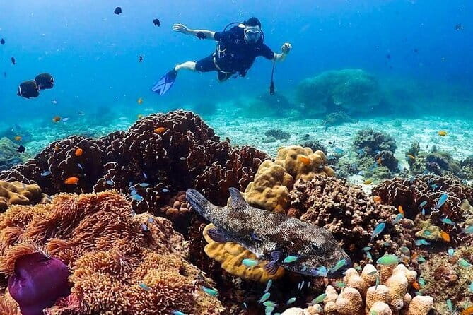 Phuket Scuba Diving Phi Phi Islands (Certified Divers Only) - Price check: what $175.10 covers and what costs extra