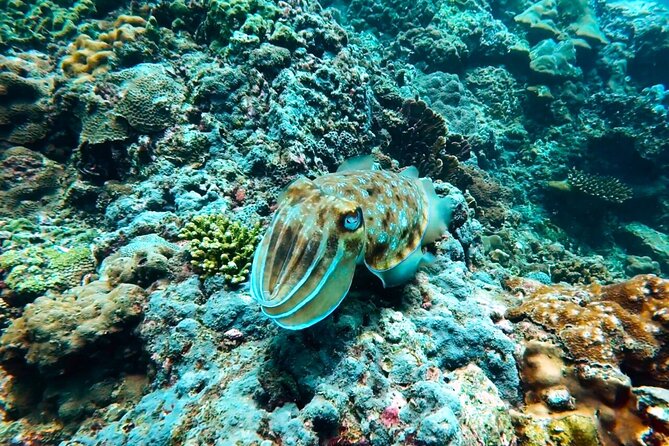 Phuket Scuba Diving: Racha Island Or Maiton Island For All Levels - Instructor style: small group attention (and names that came up often)