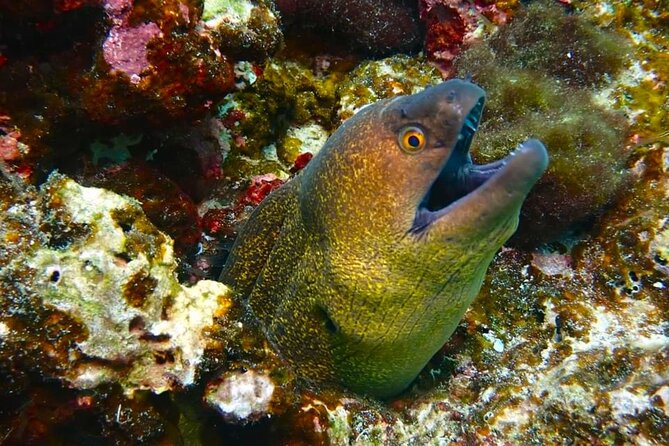 Phuket Scuba Diving: Racha Island Or Maiton Island For All Levels - Snorkeling included for your surface crew
