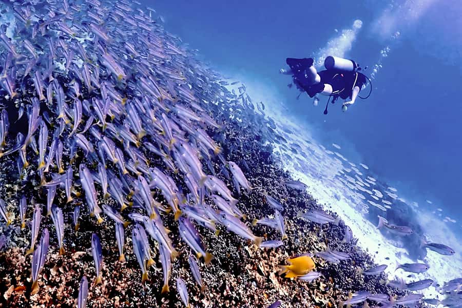 Phuket Scuba Diving Racha Islands 1-3 Dives For All Levels - Choosing Your Racha Islands Plan: 2 vs 3 Sessions and Return Times