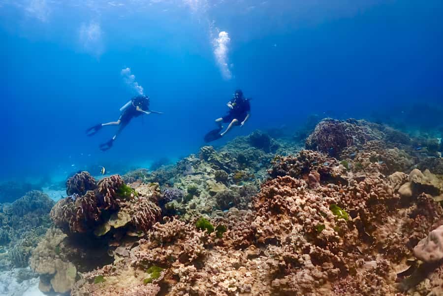 Phuket Scuba Diving Racha Islands 1-3 Dives For All Levels - Racha Yai and Racha Noi: What You’re Likely to See Underwater