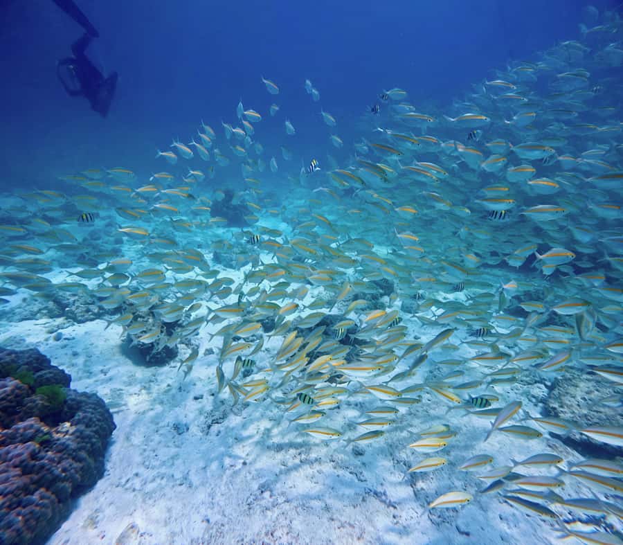 Phuket Scuba Diving Racha Islands 1-3 Dives For All Levels - The Day’s Flow: A Step-by-Step Look at Your 8 Hours