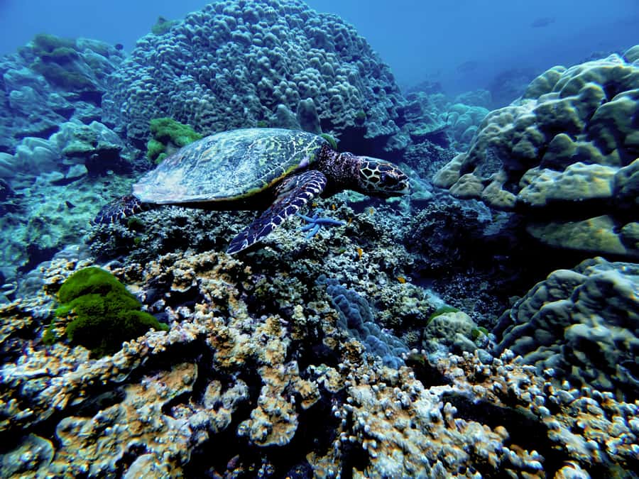 Phuket Scuba Diving Racha Islands 1-3 Dives For All Levels - Gear, Lunch, and What to Bring (So You Don’t Waste Time)