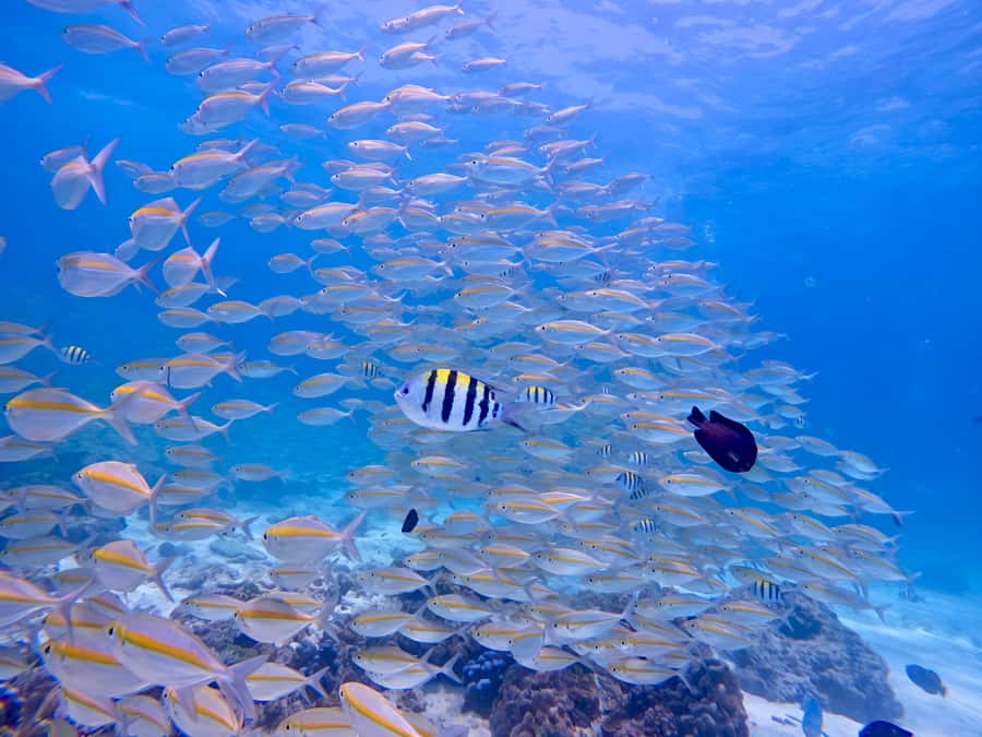 Phuket Scuba Diving Racha Islands 1-3 Dives For All Levels - Price and Value at Around $147: What You’re Actually Paying For
