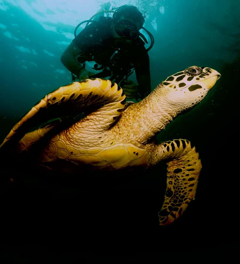 Phuket: Try SCUBA DIVING Full Day Experience 2 Dives - Price and What You’re Actually Getting for $167