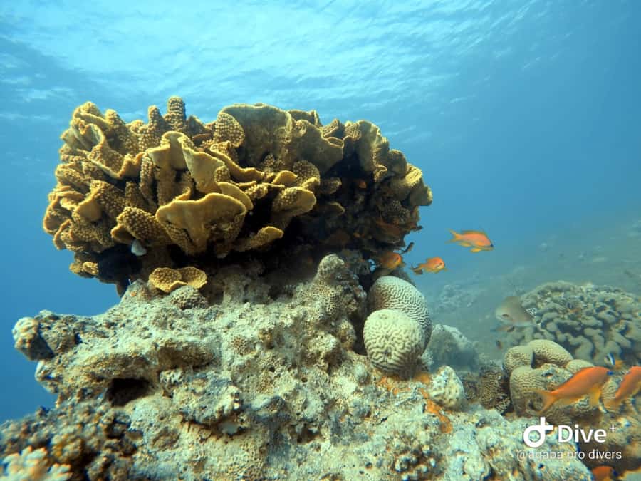 Pivate scuba diving in the Red Sea of Aqaba - Languages and communication: why it matters underwater