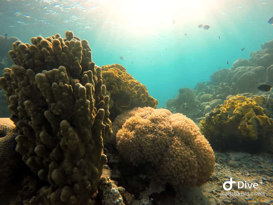 Pivate scuba diving in the Red Sea of Aqaba - Aqaba’s Red Sea, with year-round clear-water conditions