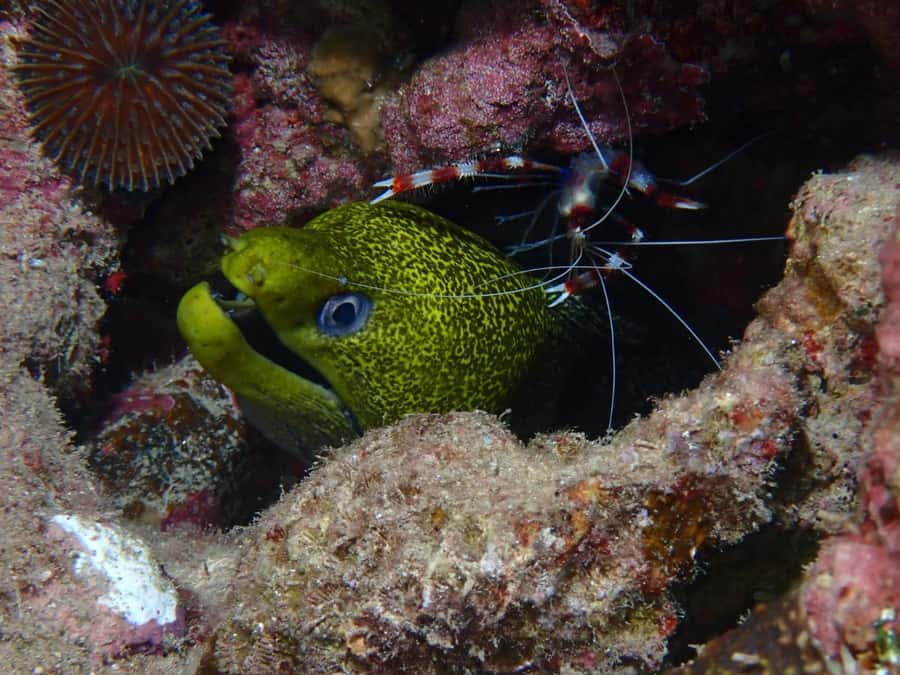 Pivate scuba diving in the Red Sea of Aqaba - Underwater highlights: coral reefs and the Cider Pride shipwreck