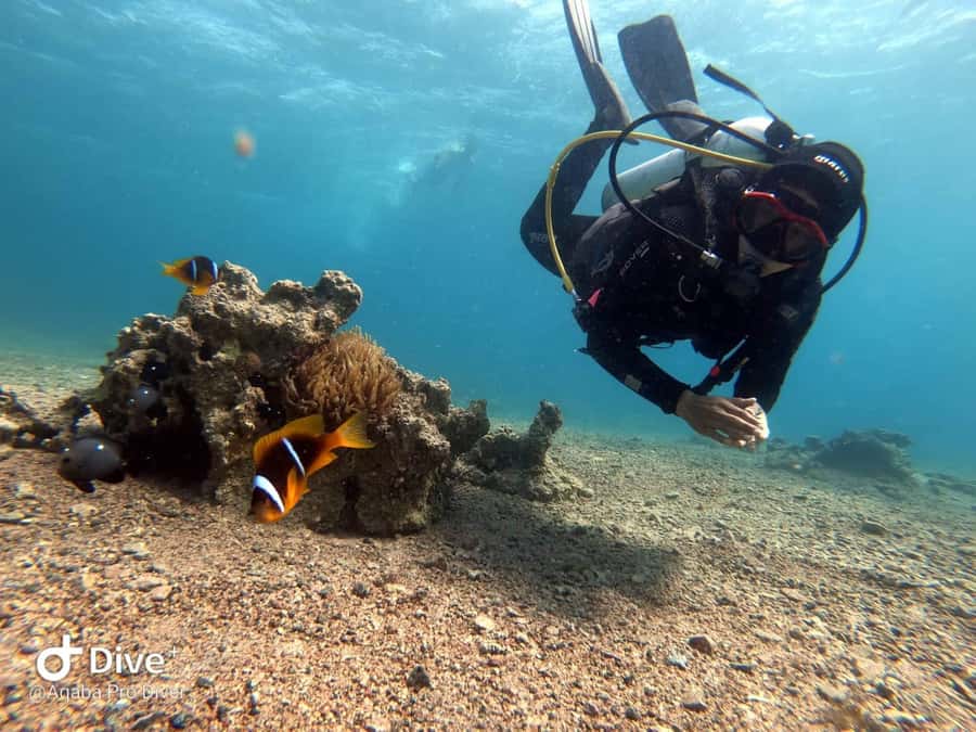 Pivate scuba diving in the Red Sea of Aqaba - Meeting point in Aqaba: showing up ready matters