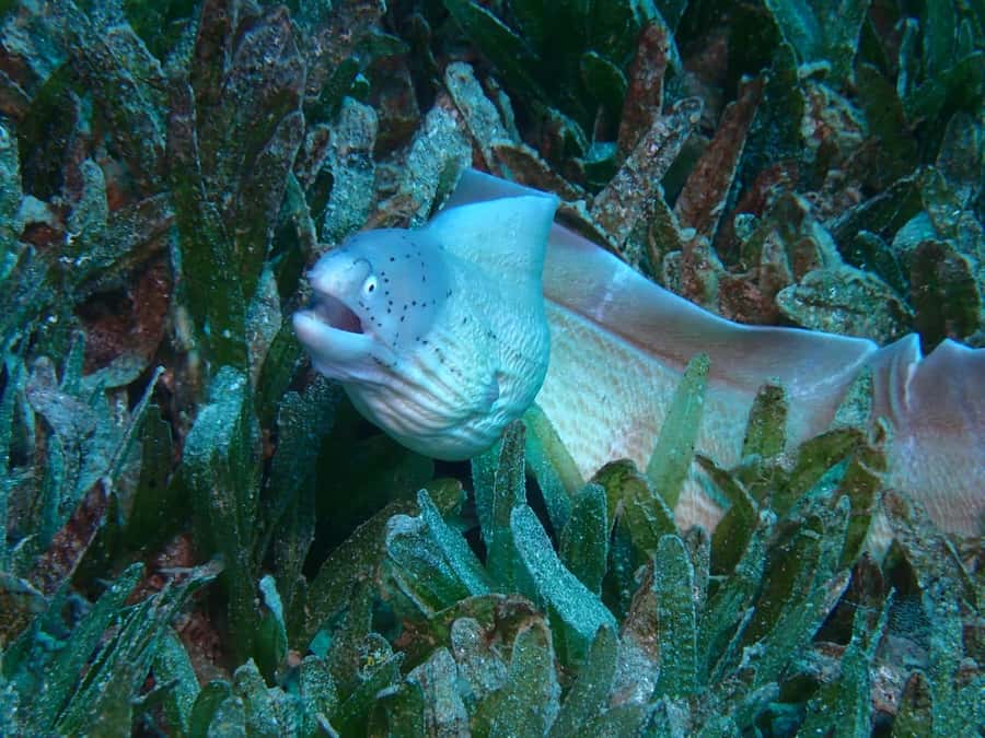 Pivate scuba diving in the Red Sea of Aqaba - Who this is best for, and who should skip it