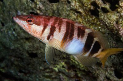 Plakias: Try Scuba Diving first time - Private, from 8 yrs. - Skinaria Beach: Your First Underwater Skills Without the Chaos