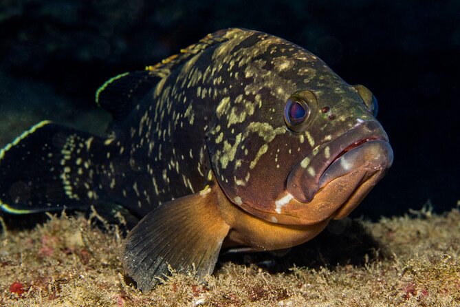 Plakias: Try Scuba Diving first time - Private, from 8 yrs. - Lunch and Photos: Budget for the Extras Before You Go