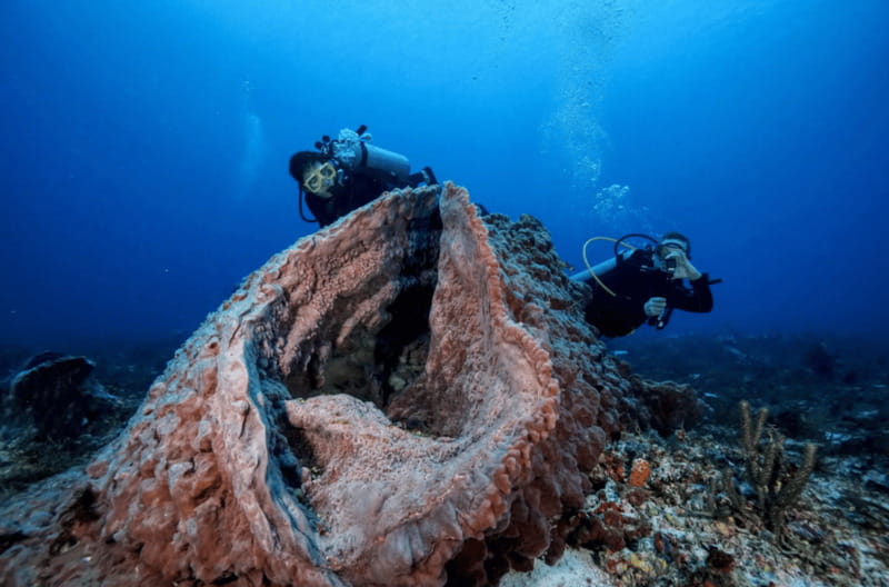 Playa del Carmen: Guided Reef Diving for Certified Divers - Picking the right depth: 12m for comfort, up to 30m for thrill
