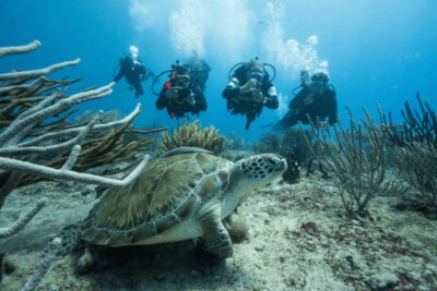 Playa del Carmen: Guided Reef Diving for Certified Divers - Safety briefing, gear setup, and a skills refresher if you need it