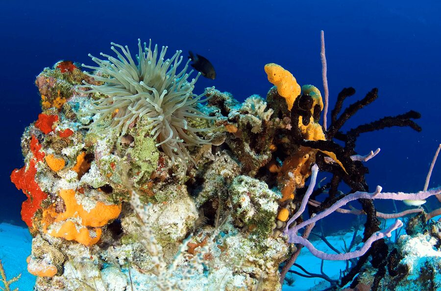 Playa del Carmen: Guided Reef Diving for Certified Divers - The real-world 8-hour rhythm: weather, hydration, and comfort on a boat