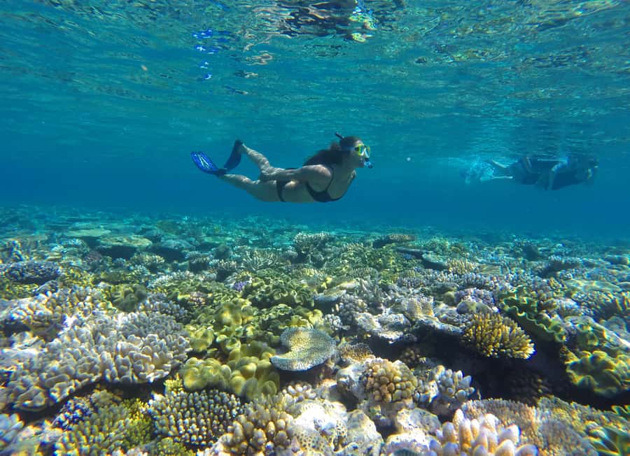 Port Douglas: Outer Barrier Reef Snorkel and Dive Options - A Full Day Outer Reef Experience From Port Douglas