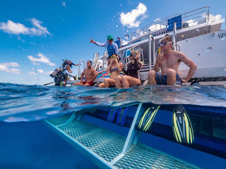 Port Douglas: Outer Barrier Reef Snorkel and Dive Options - Food and Comfort Aboard: Morning Tea, Buffet Lunch, and Easy Cleanup