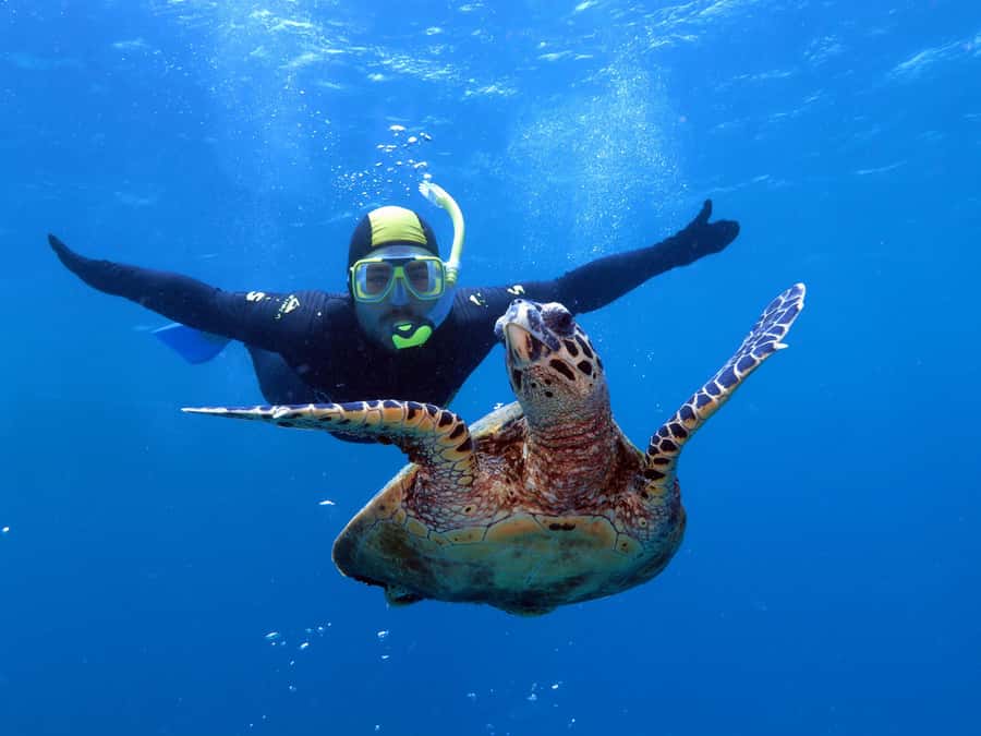 Port Douglas: Poseidon Outer Barrier Reef Dive and Snorkel - Agincourt Ribbon Reefs: why this part of the Barrier Reef is a smart choice