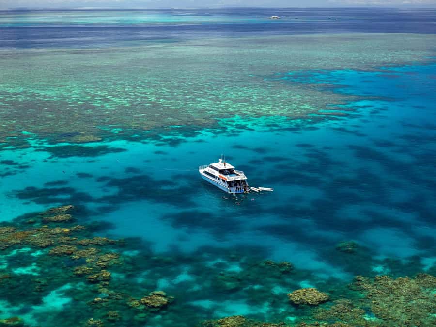 Port Douglas: Poseidon Outer Barrier Reef Dive and Snorkel - Meet the marine brainpower: onboard interpretation and guided learning