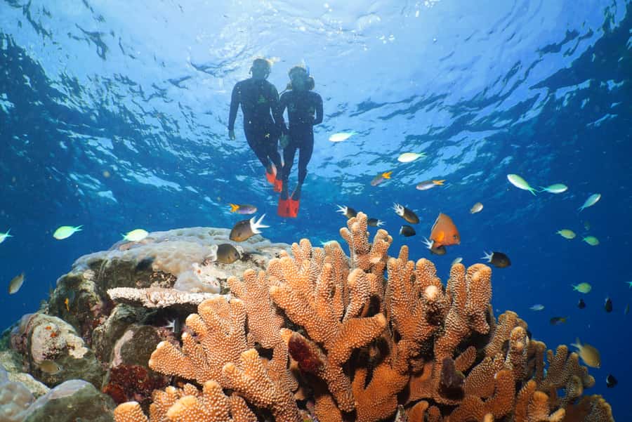Port Douglas: Silversonic Great Barrier Reef Dive & Snorkel - Quick hits before you go