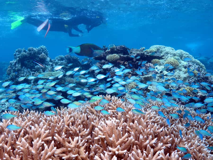 Port Douglas: Silversonic Great Barrier Reef Dive & Snorkel - Snorkeling Setup: Gear, Suits, and Real Safety Briefings