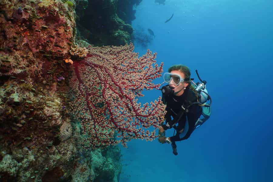 Port Douglas: Silversonic Great Barrier Reef Dive & Snorkel - Food and Service: Why the Day Feels Effortless