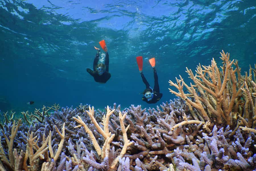 Port Douglas: Silversonic Great Barrier Reef Dive & Snorkel - Who This Tour Suits Best (and Who Should Reconsider)