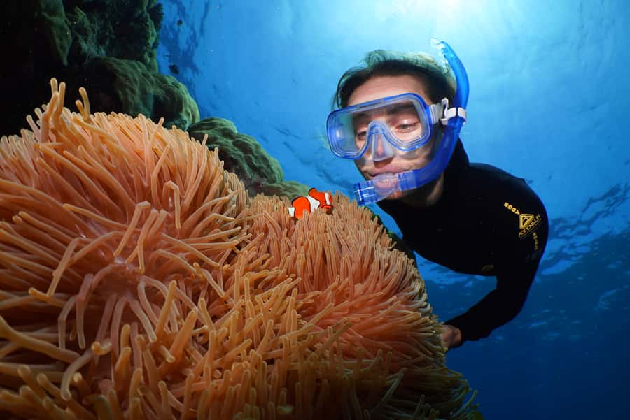 Port Douglas: Silversonic Great Barrier Reef Dive & Snorkel - Key highlights you should know before you book