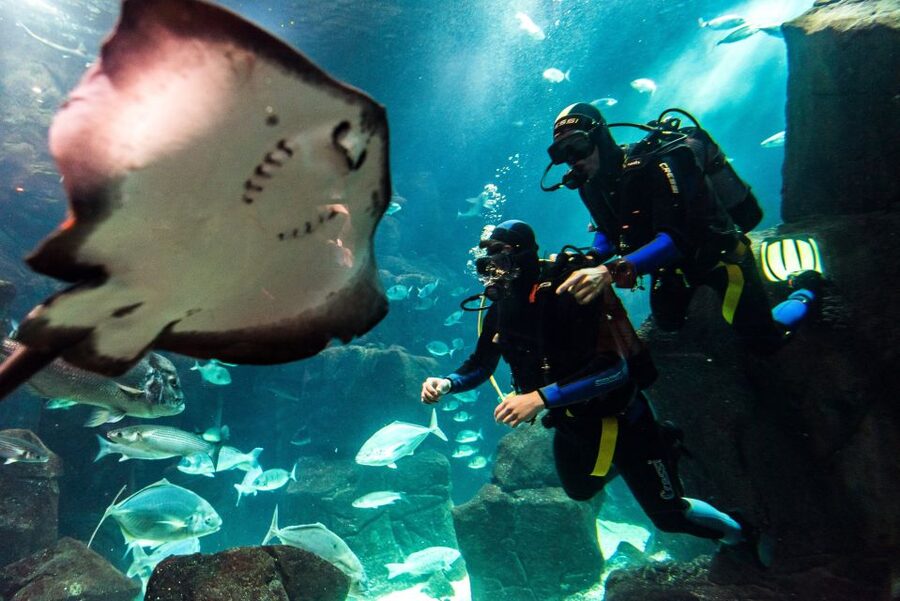 Porto Moniz: Diving with Sharks and Rays in Madeira Aquarium - Key highlights you’ll care about