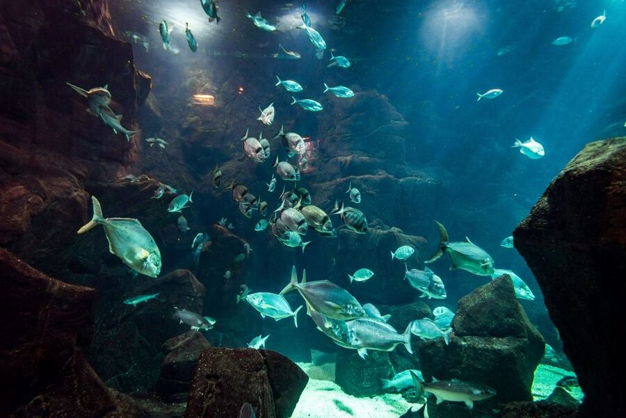 Porto Moniz: Diving with Sharks and Rays in Madeira Aquarium - Porto Moniz at Aquário da Madeira: why this setup works